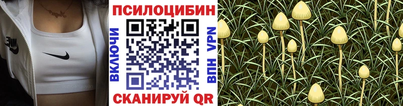 продажа наркотиков Никольское Псилоцибиновые грибы прущие грибы